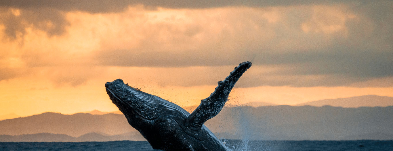 Por qué las ballenas jorobadas visitan el Pacífico Colombiano