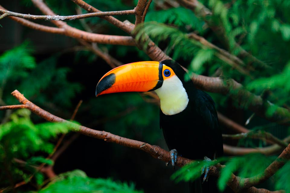 Avistamiento de aves selva amazónica en Colombia