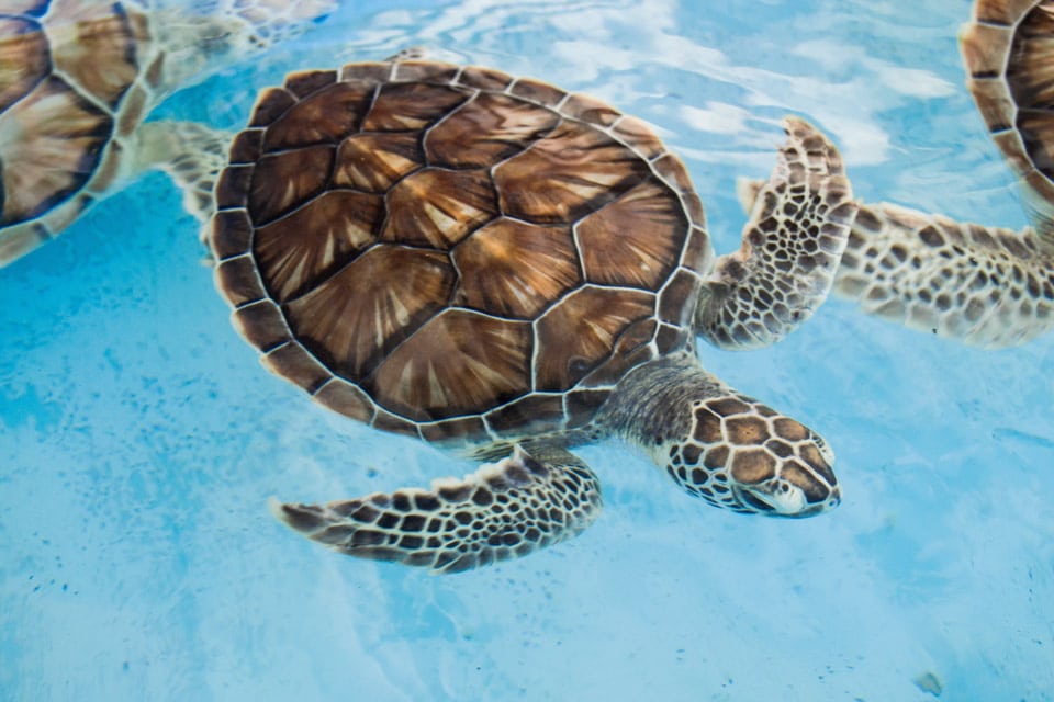 Avistamiento de tortugas Bahía Solano