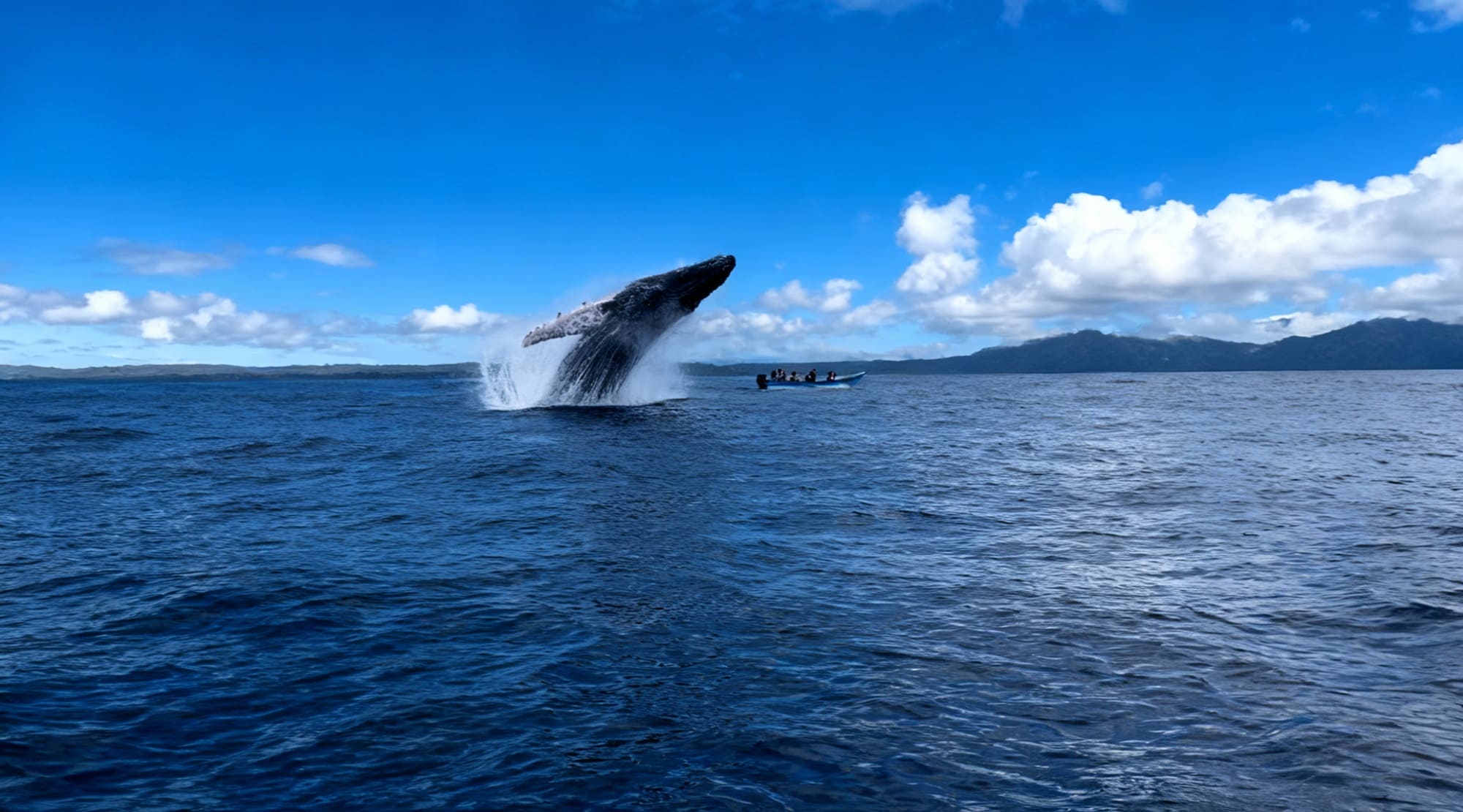 Naturaleza viva en Bahía Solano con ballenas