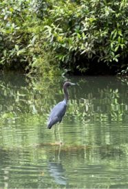Tour guiado de avistamiento de ballenas en Bahía Solano