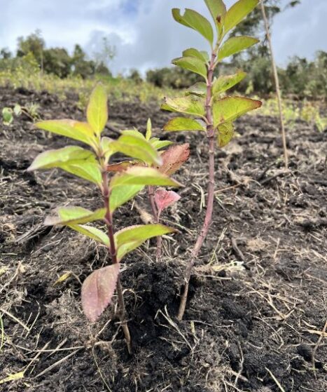 Viajes que apoyan la conservación del medio ambiente